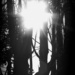 Sun through a Pohutukawa Tree by graemestevens