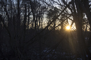 17th Feb 2014 - Sunset through the Woods