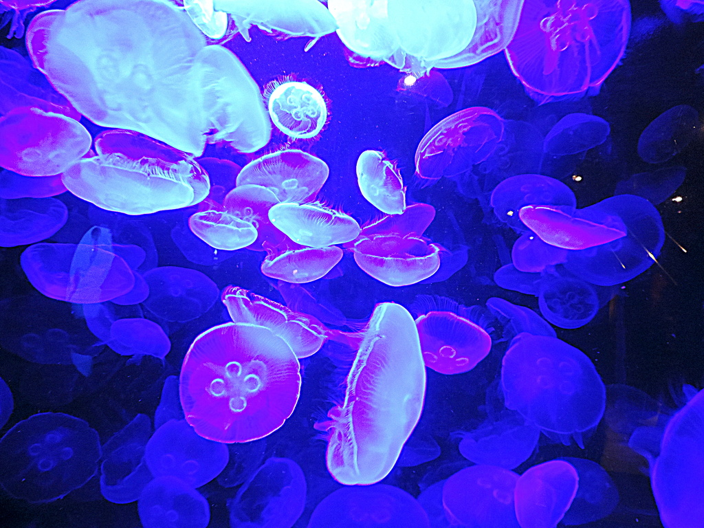 Lots and lots of jelly fish! by homeschoolmom