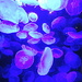 Lots and lots of jelly fish! by homeschoolmom