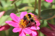 18th Feb 2014 - busy bee