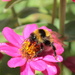 busy bee by rustymonkey