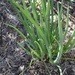 Spring Onion by gigiflower