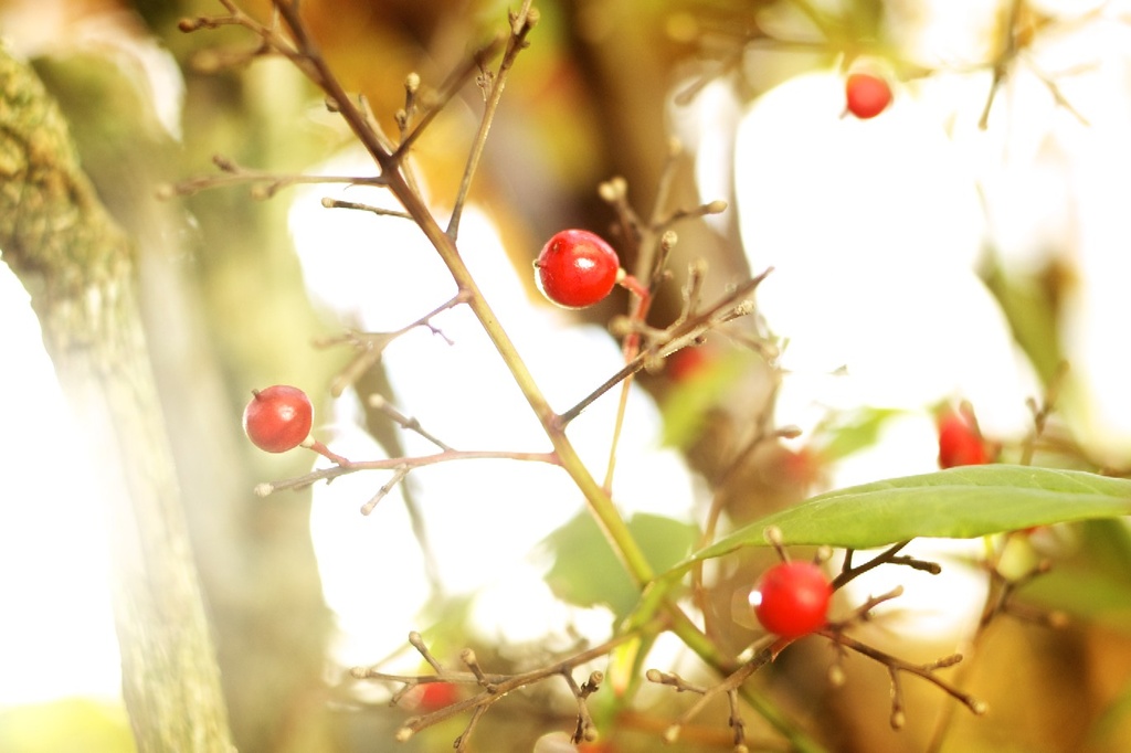 Berries by tina_mac
