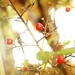 Berries by tina_mac