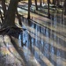 Swamp shadows by congaree