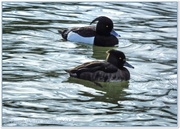 18th Feb 2014 - Pair Of Tufted Ducks