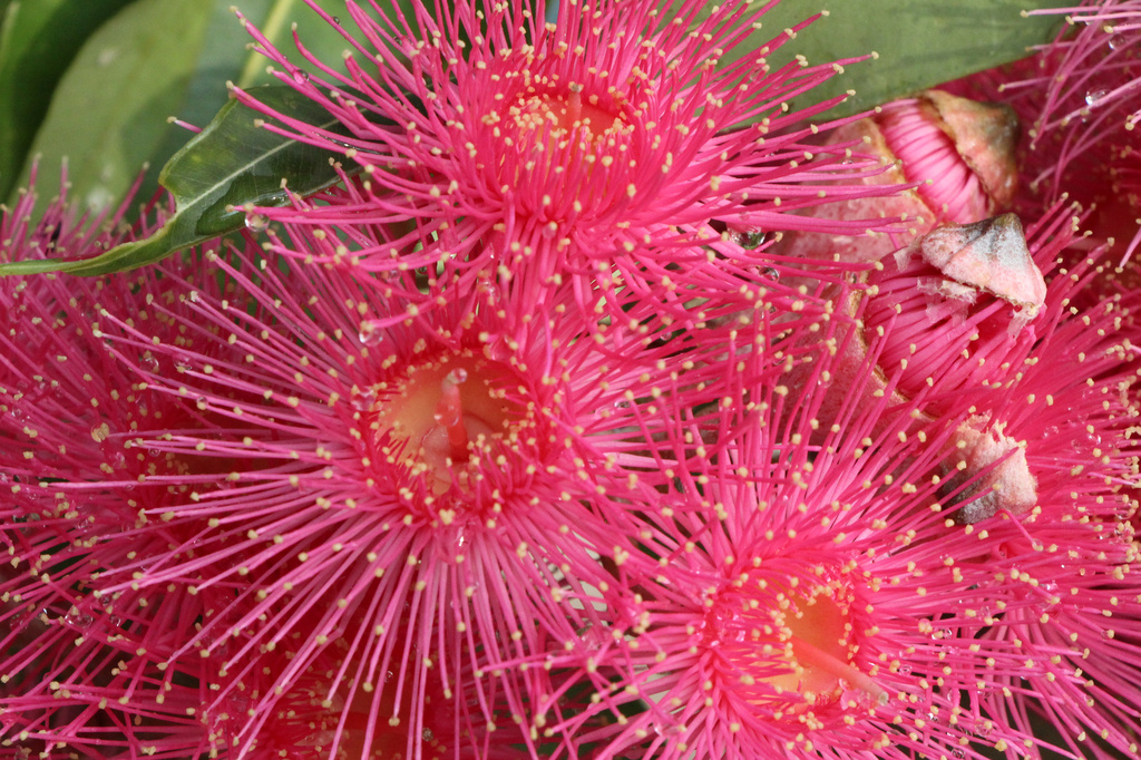 Eucalyptus Flowers 2 by terryliv