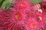18th Feb 2014 - Eucalyptus Flowers 2