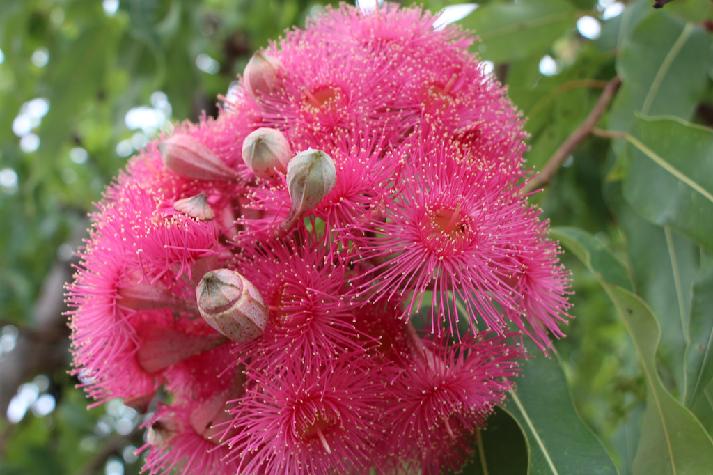 Eucalyptus Flowers 1 by terryliv