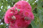 18th Feb 2014 - Eucalyptus Flowers 1