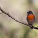 Redbelly bird  by gosia