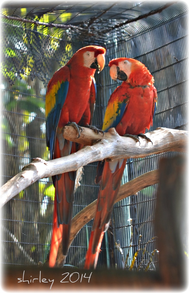 scarlet macaws by mjmaven