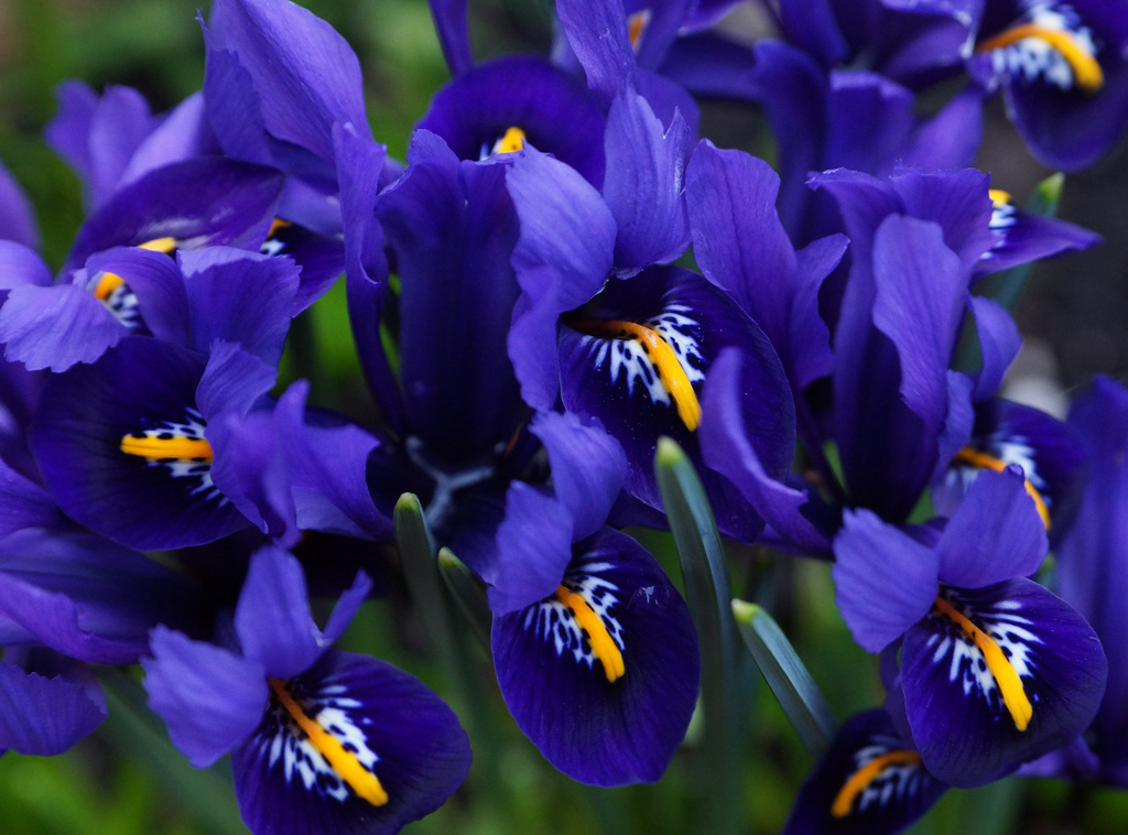 Purple Crocus 2 by pcoulson