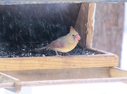 18th Feb 2014 - Female cardinal