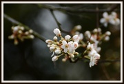 18th Feb 2014 - Plum blossom