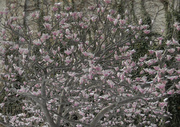 18th Feb 2014 - What, a tree with flowers on it?