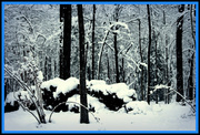 16th Feb 2014 - Snow covered woodpile