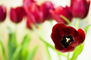 18th Feb 2014 - Tulips