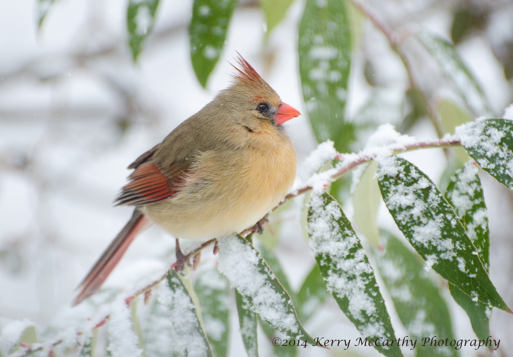 Cardinal in snow by mccarth1