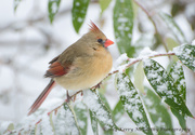 18th Feb 2014 - Cardinal in snow