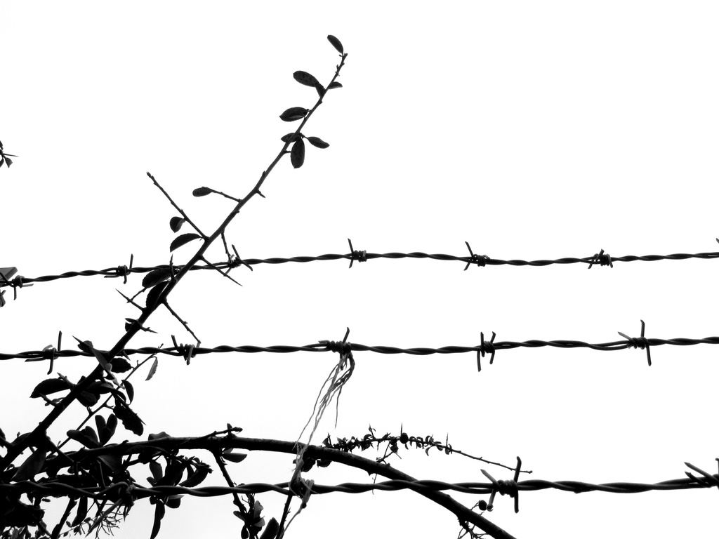 barbed wire by shannejw