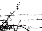18th Feb 2014 - barbed wire