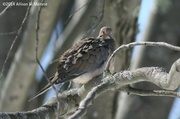 17th Feb 2014 - Mourning Dove