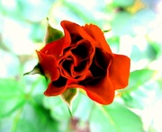 19th Feb 2014 - Crveni cvijet