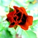 Crveni cvijet by vesna0210