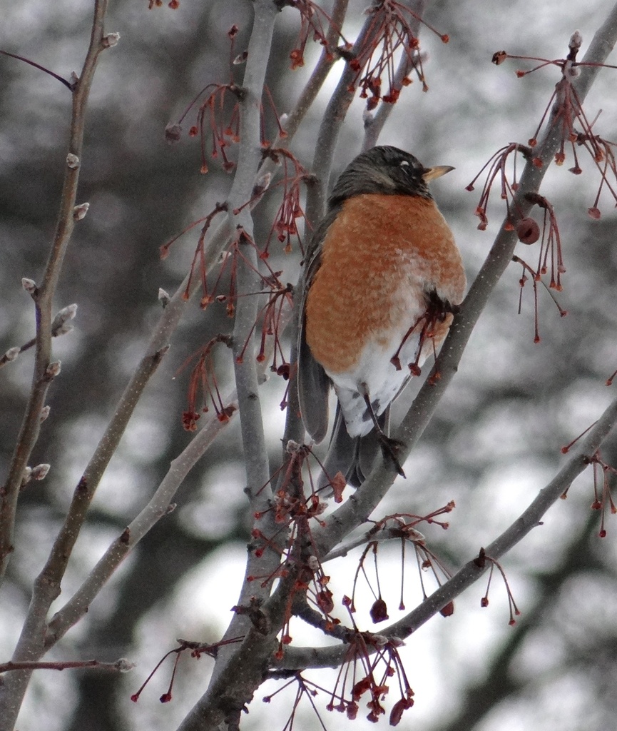 Winter Robin by annepann