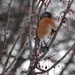 Winter Robin by annepann