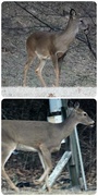 18th Feb 2014 - Be Careful Crossing the Road, Deer