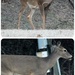 Be Careful Crossing the Road, Deer by linnypinny