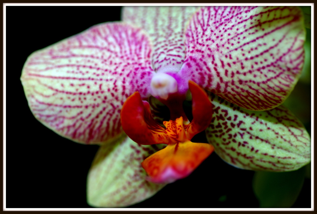 My Orchid by radiogirl