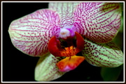 19th Feb 2014 - My Orchid