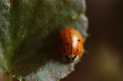 18th Feb 2014 - Ladybug in Winter