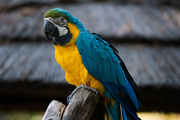 18th Feb 2014 - Macaw....I think.
