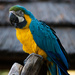 Macaw....I think. by stray_shooter