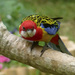Eastern Rosella by onewing