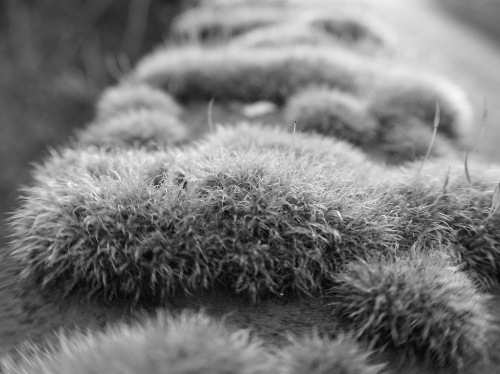 F is for Fluffy (Moss) by filsie65