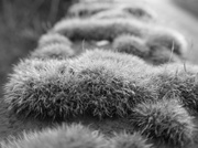16th Feb 2014 - F is for Fluffy (Moss)