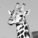 18.2.14 Giraffe by stoat