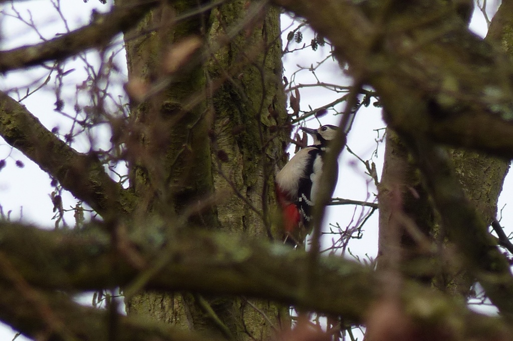 Woodpecker by mattjcuk