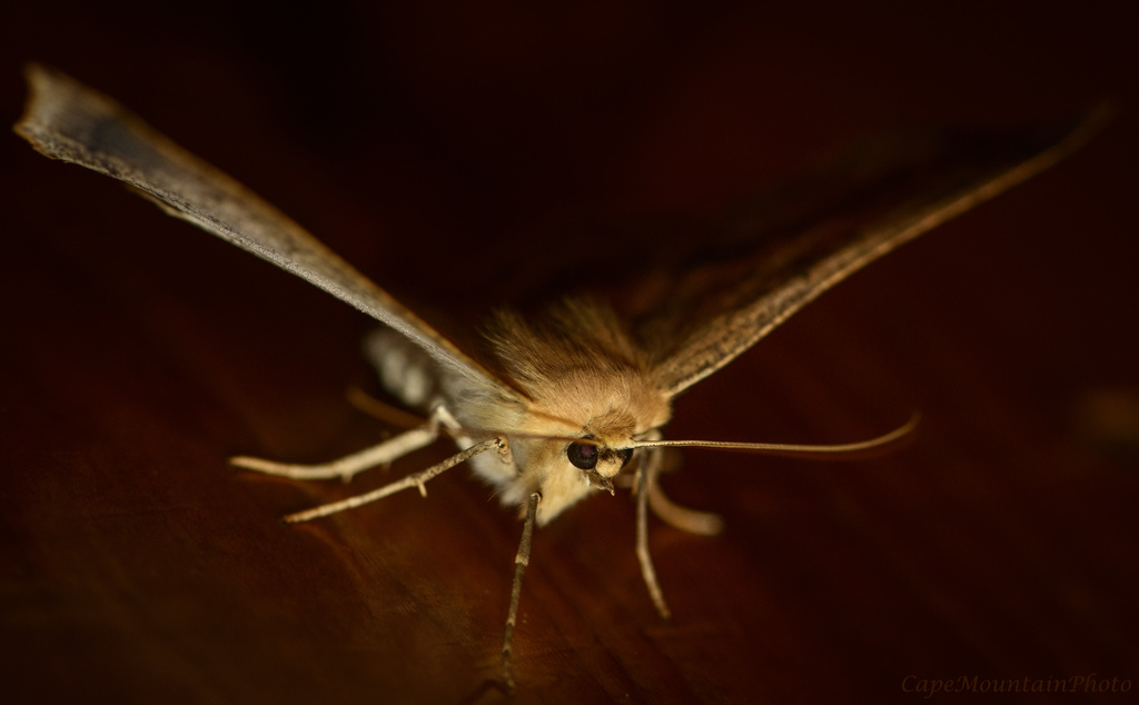 moth  by jgpittenger