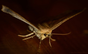 19th Feb 2014 - moth 
