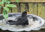 18th Feb 2014 - Blackbird taking a bath