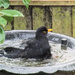Blackbird taking a bath by itsonlyart