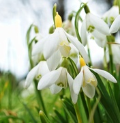 19th Feb 2014 - The 'Howick Snowdrop'