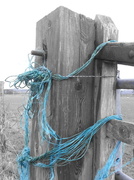 19th Feb 2014 - "feeling blue and tied in knots"